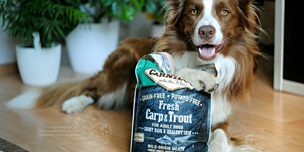 Recenzja Carnilove Dog Fresh Carp & Trout